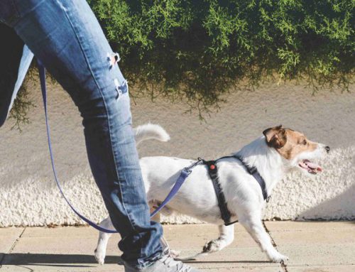 Dog sitter